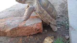 Tortuga copulando con un ladrillo