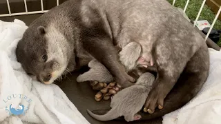 Otter Gave Birth!