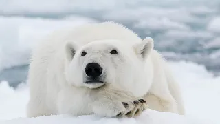 Всесвітній день білого ведмедя