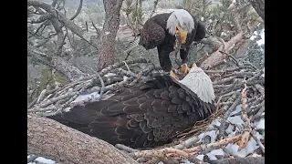 3-21-19 Big Bear Eagles~  Shadow Brings A Stick  Surprise!