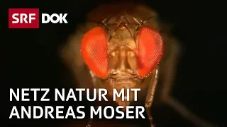 Invasive Arten in der Schweiz (1/2) | NETZ NATUR mit Andreas Moser | DOK | SRF