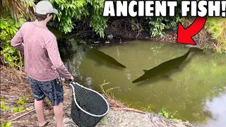 Netting ANCIENT GAR Fish In TINY CREEK For My POND!! (NEW PET)