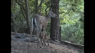 Deer   Fawn nursing 2005