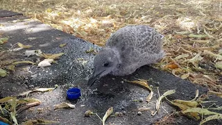 Lunch with a baby seagull