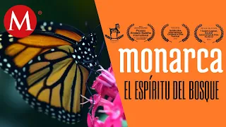 Monarca, el espíritu del bosque: Un viaje de ida y vuelta