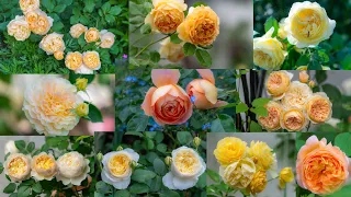 Yellow & Apricot Roses 2023 by David Austin in Luna’s Rose Garden