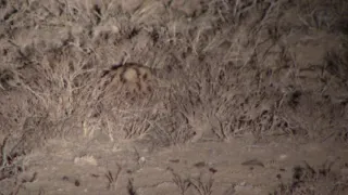 Black- footed cat in South Africa