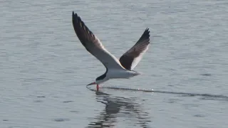 Black skimmer bird catching fish over water surface