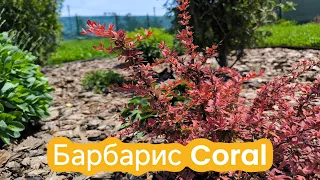 Обзор сада 19 мая / Барбарис Colar