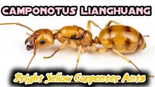 Camponotus lianghuang, The Bright Yellow Carpenter Ants