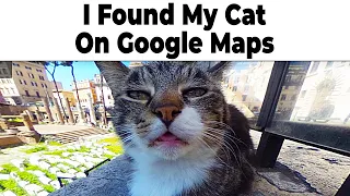 The Best Cat Memes