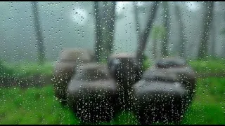 반려동물 음악치료♬[광고X]고즈넉한 한옥에서 듣는 장독대 빗소리 8시간ㅣListening to the sound of rain on the Jangdokdae 8Hr