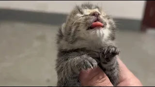 CPR, rescue breathing, finally revived the dying stray kitten!