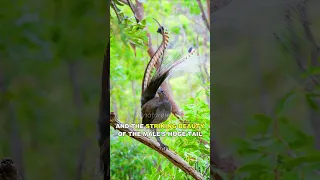 This Bird Can Mimic Any Sound