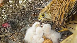 Сокол Пустельга. От яйца до вылета птенцов / Common Kestrel nest