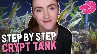 Easy Planted Betta Tank with CRYPTS - Step By Step!