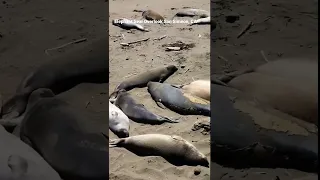 Elephant Seal Overlook, San Simeon, CA