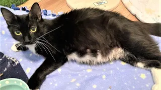 Rescue Young Cat Because She Pregnant