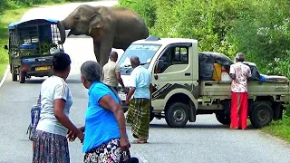 A sad moment.An elephant attack on the lorry which stopped due to an industrial fault.
