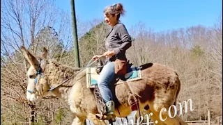 Training a Riding Donkey for Trails