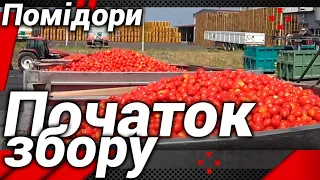 Початок збору  помідорів!Вони вже не "красные"!)#автошкола_дальнобоя