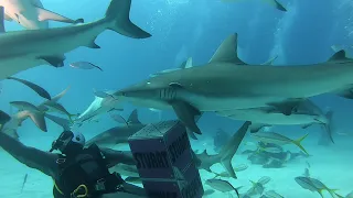 Shark Arena in Nassau, Bahamas with Stuart Cove by David Hobbs