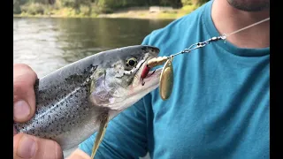 Cowlitz River Cutthroat Trout on Spinners!