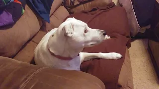 My dog howling to a German Shepard howling to Zootopia