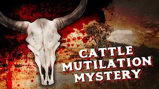 Over 10,000 Cows Found With Mysterious Injuries | Cattle Mutilation Mystery