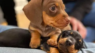 Cute & Funny Wiener Dog Video! Wiener Dogs Video Compilation 2024