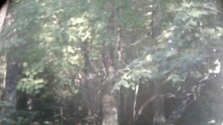 Bigfoot shaking a branch
