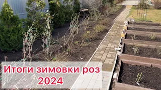 Итоги зимовки роз 2024 г. Лечу розы.