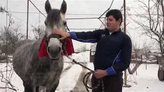 Manza lui Dragos de la Rascruci, Cluj - 2019 Nou!!!