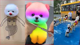 Tik Tok Chó Phốc Sóc Mini 😍 Funny and Cute Pomeranian #64