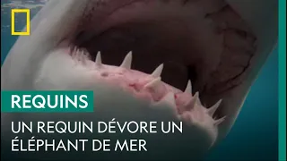 Avez-vous déjà vu un grand requin blanc dévorer un éléphant de mer ?