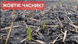 Що зробити щоб часник не ЖОВТІВ? Важливий момент при внесенні селітри.