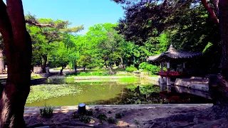 King's Secret Forest. Changdeokgung Secret Garden's Spring