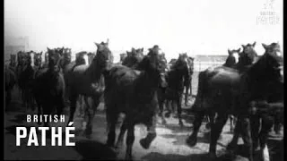 Wounded Horses Recover - Ex-Cavalry Horses Exercising  (1916)