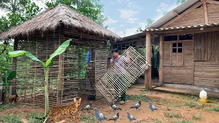 Faced with the danger of Wild Cats, build a large pigeon cage, build a farm