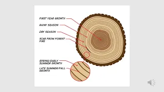 Tree Rings - Fun Learning for Middle School Students