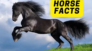 All About Horses for Children. Horse Facts for Kids 2023