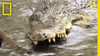 King Cobra vs. Saltwater Crocodile | National Geographic