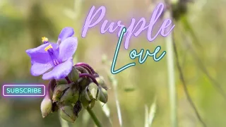 Canon R50| BEAUTIFUL Purple Flowers set to Relaxing Music