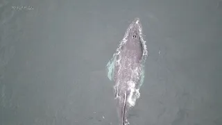 Humpback whales swim towards warmer waters in Northern Peru | AFP