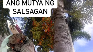 bunga ng salsagan / itchura ng salsagan