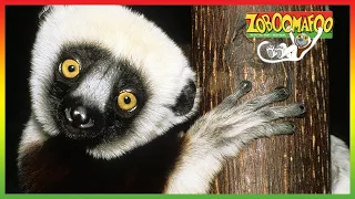 🐵 Zoboomafoo | NEW HD Compilation | 2 Hours | Animal Shows for Kids 🐵