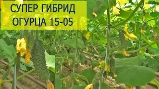 Агротехника на примере гибрида огурца 15-05 в теплице у Паши (23-04-2018)