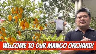 WELCOME TO OUR MANGO ORCHARD!