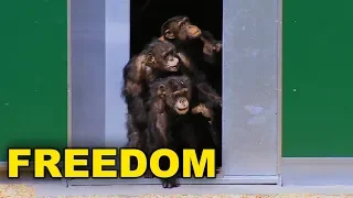 Animals Taste Freedom For The First Time