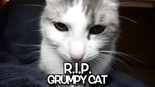 Talking Kitty Cat 67.2: - R. I. P.  Grumpy Cat - We'll never forget you.